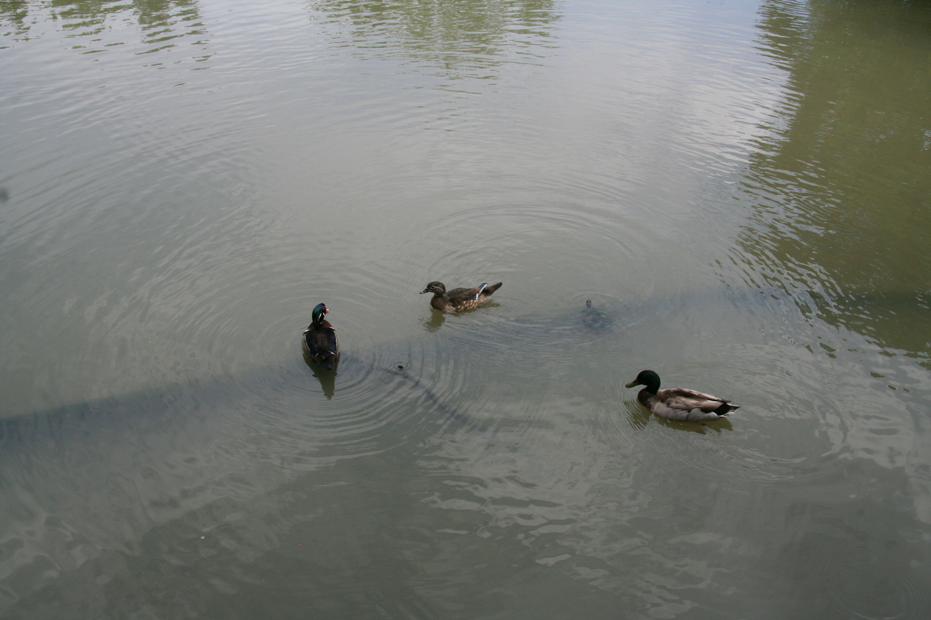 Brautenten und eine Stockente/Wood ducks and a mallard